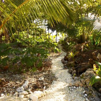 Sandy outdoor foot path surrounded by tropical foliage and palm trees.