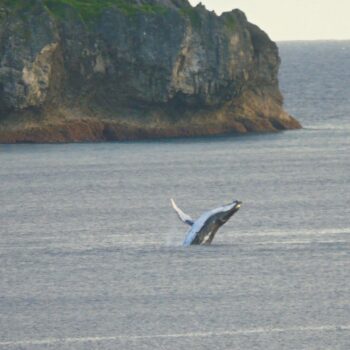 Humpback whale breaching near the rocky ocean coastline of Niue.